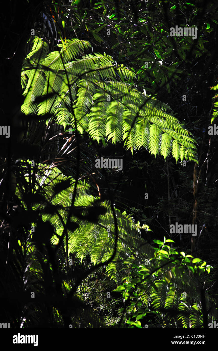 Punga Farne im Sonnenlicht, Waipoua Forest, Region Northland, Nordinsel, Neuseeland Stockfoto