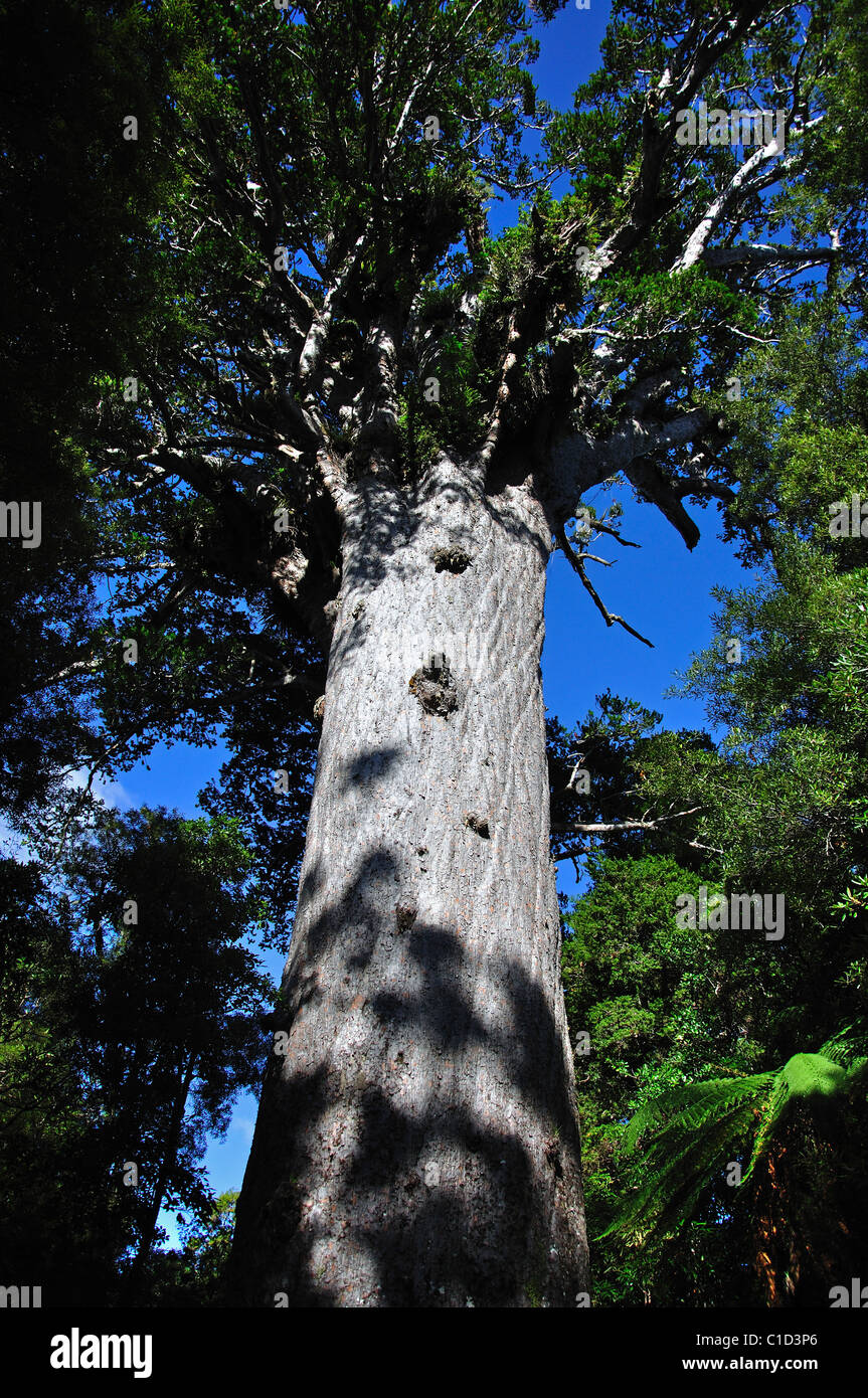 Tane Mahuta Giant Kauri-Baum, Waipoua Forest, Region Northland, Nordinsel, Neuseeland Stockfoto