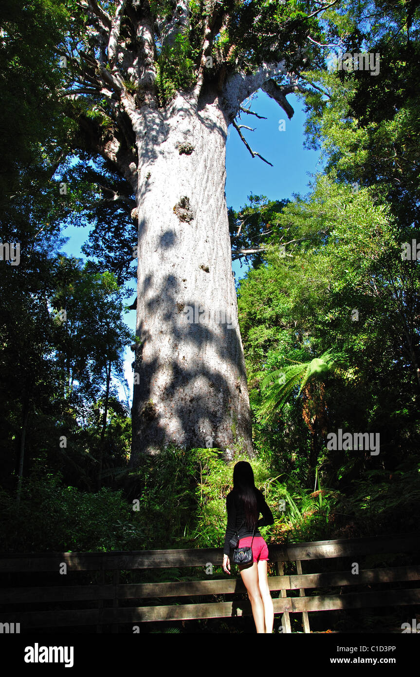 Tane Mahuta Giant Kauri-Baum, Waipoua Forest, Region Northland, Nordinsel, Neuseeland Stockfoto