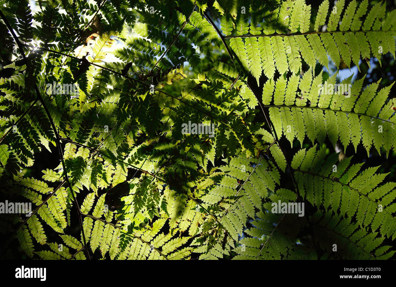 Sonnenlicht-Filter durch die Baumkronen des Regenwaldes auf Farne in der Nähe von den Waldboden, Halbinsel Osa, Costa Rica Stockfoto