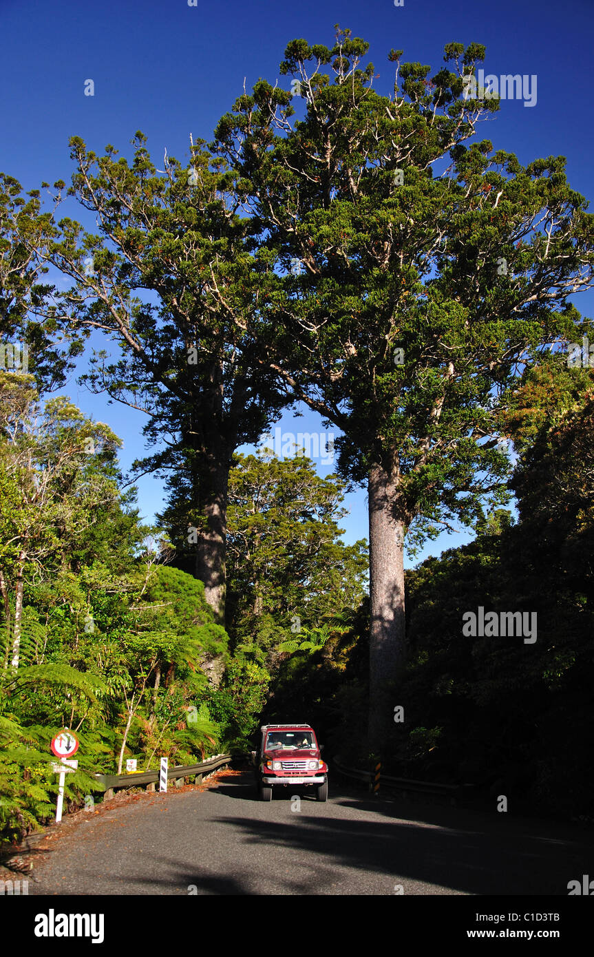 Straße durch Kauri Bäumen, Waipoua Forest, Region Northland, Nordinsel, Neuseeland Stockfoto