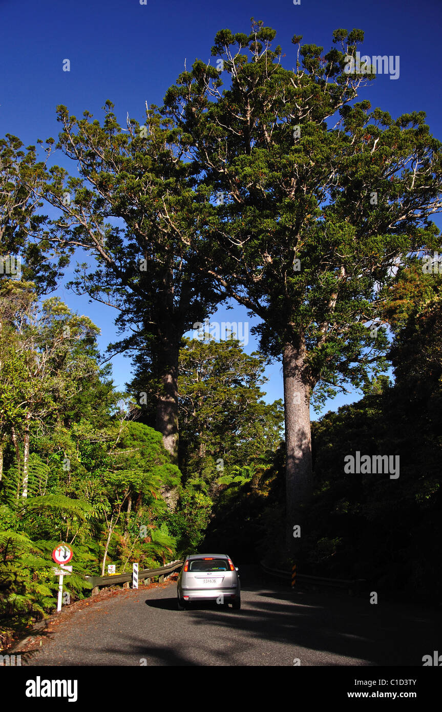 Straße durch Kauri Bäumen, Waipoua Forest, Region Northland, Nordinsel, Neuseeland Stockfoto