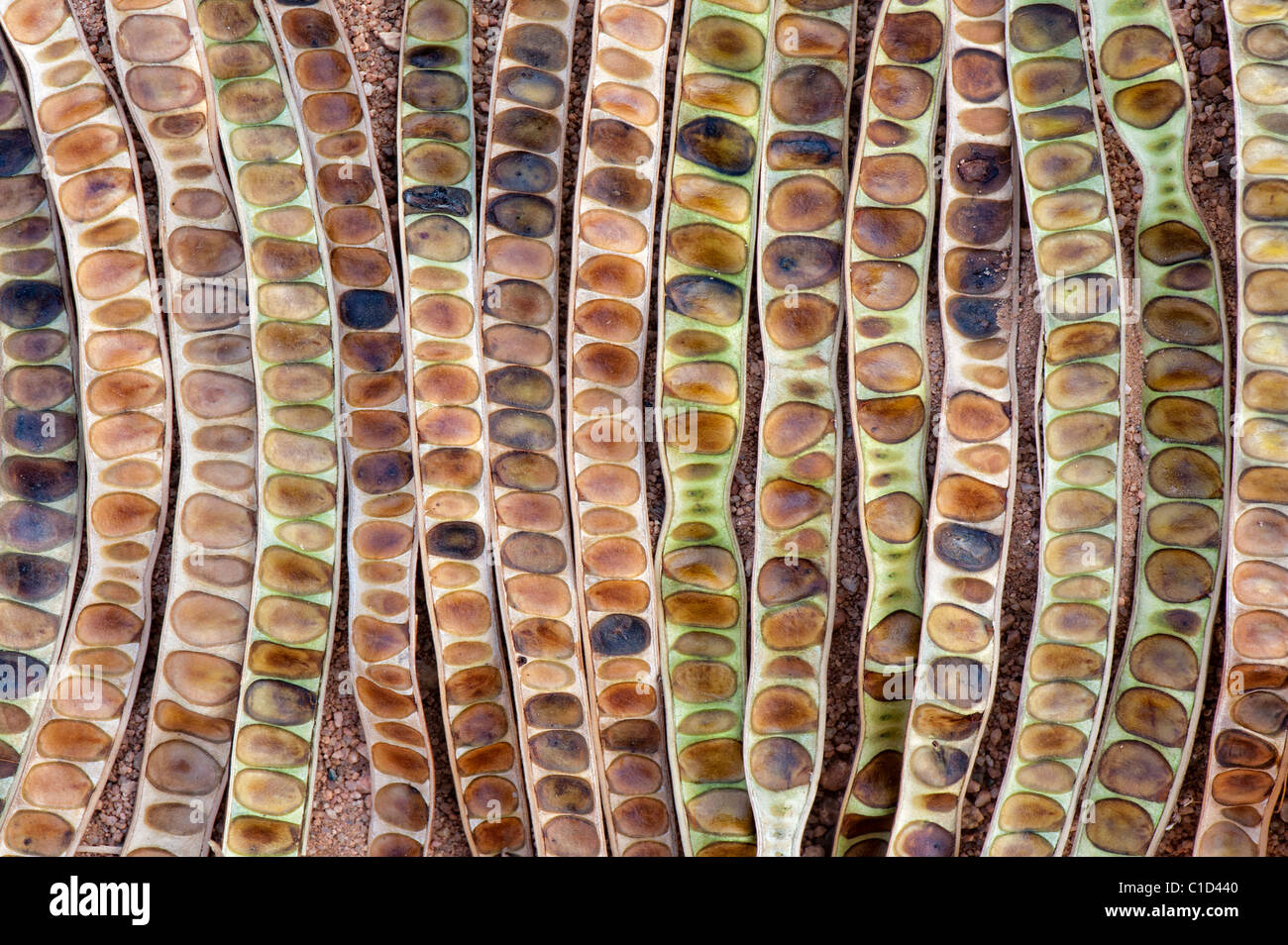 Senna Siamea. Kassod tree Samenkapseln. Indien. Abstraktes Muster Stockfoto