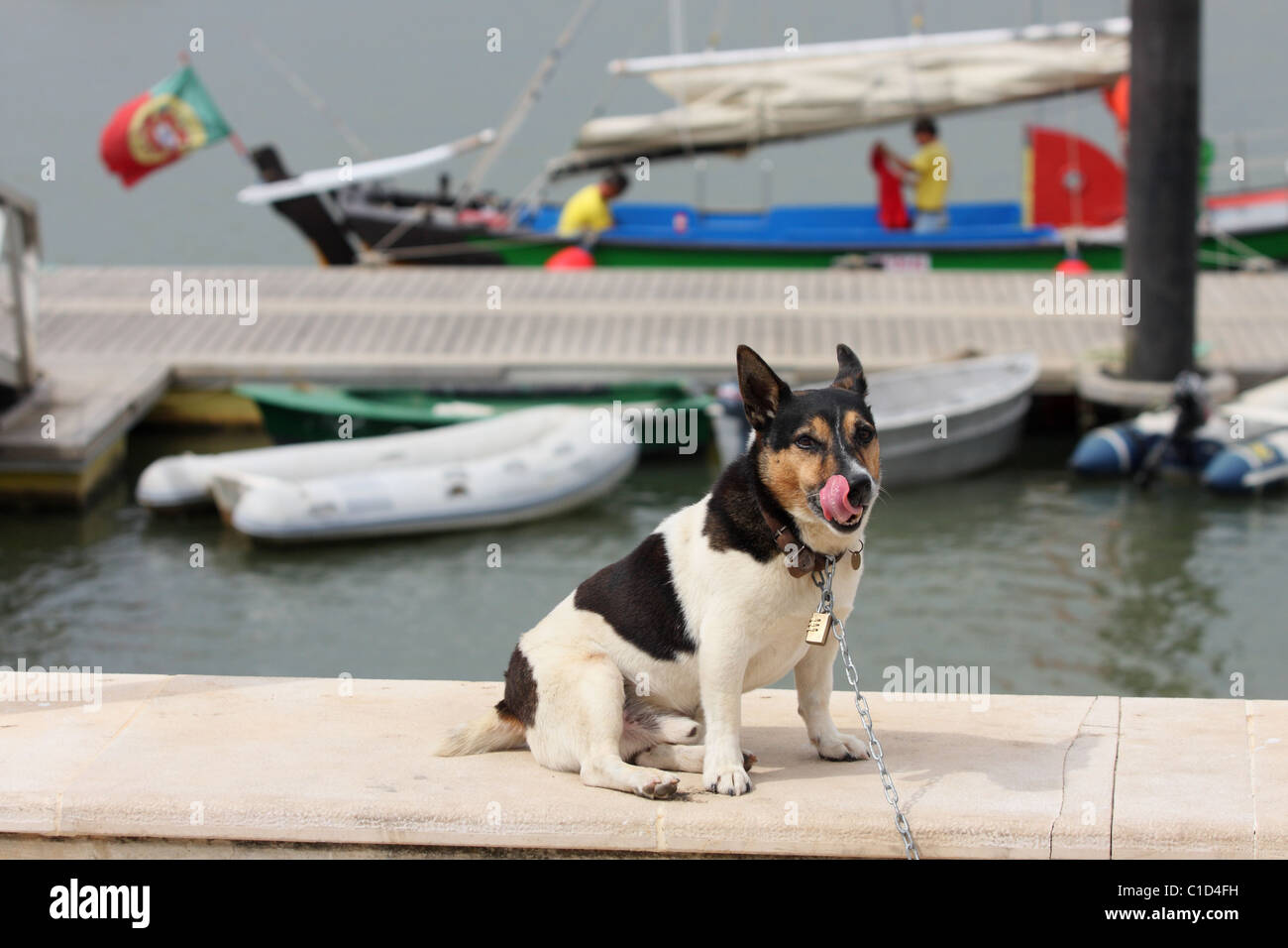 Der Hund sitzt auf der Bank eines Hafens Alvor an einer Kette und Lippen leckt. Alvor, Algarve, Portugal Stockfoto