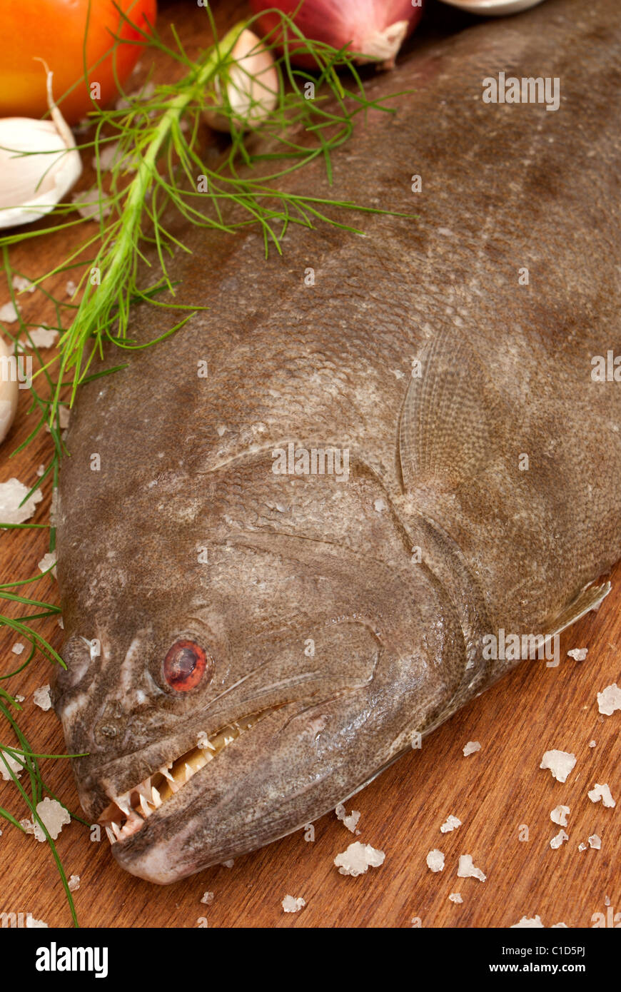 Indischer Heilbutt - Psettodes Erumei (Schneider, 1801) Stockfoto