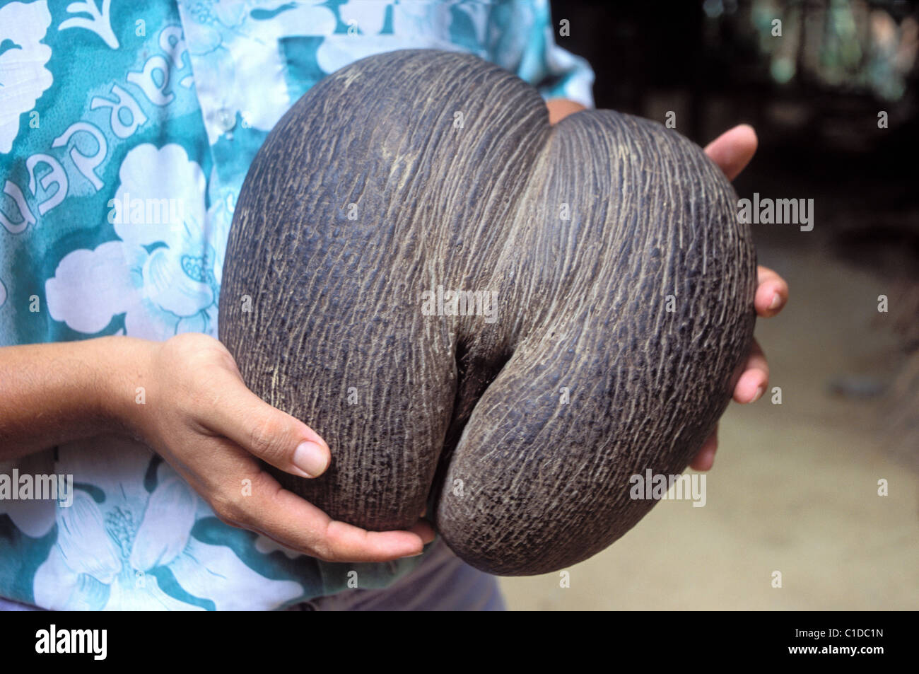 Seychellen Praslin Insel Tal des Mai-Nationalpark die Meer-Kokosnuss auch Doppel-Kokos oder Coco Fesse (Lodoicea genannt Stockfoto