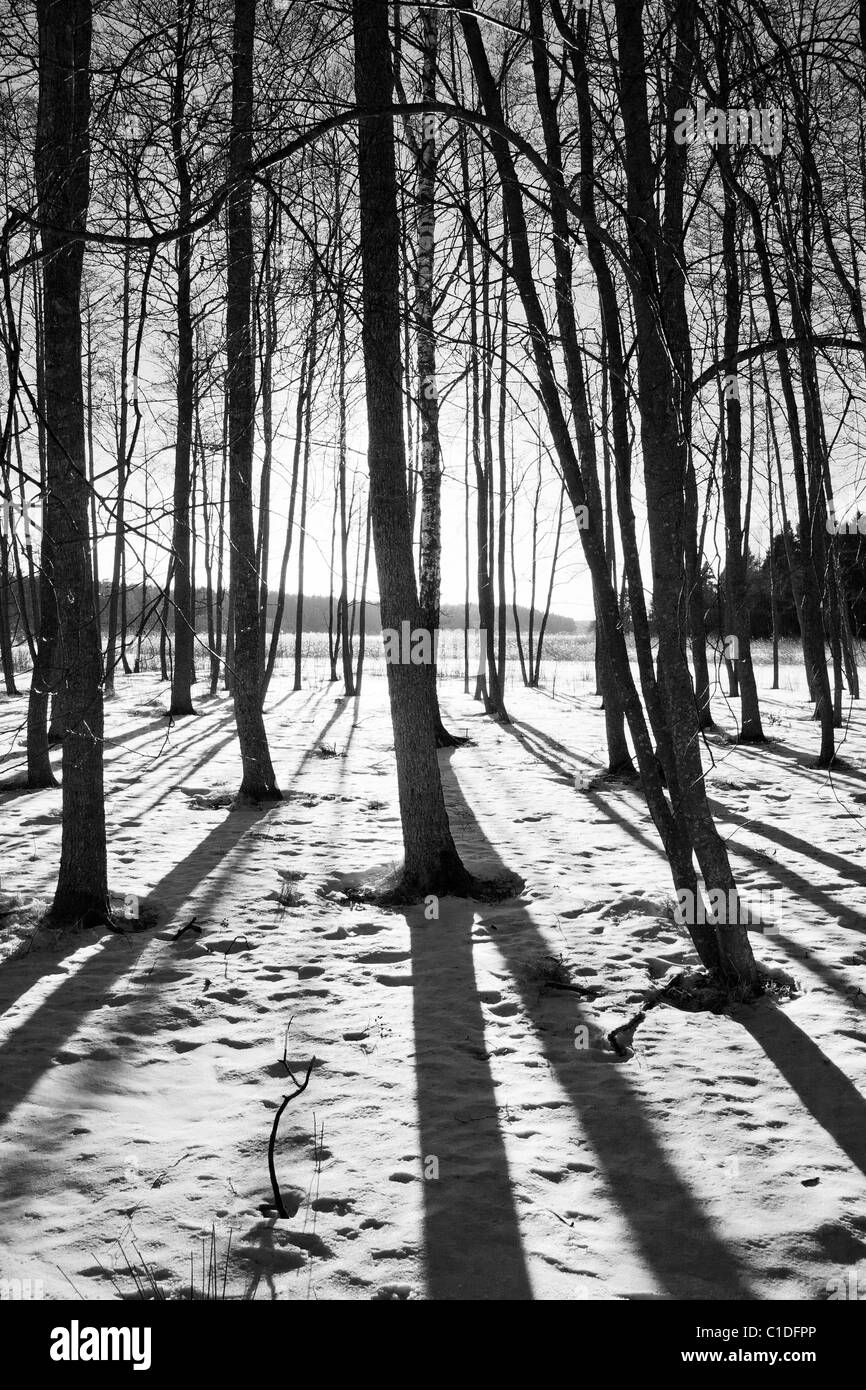 Baumstämme mit langen Schatten im Winter. Stockfoto