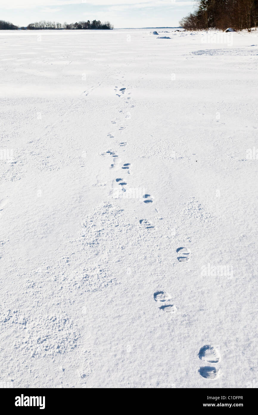 Spuren im Schnee auf dem Eis in den Schären von Stockholm. Stockfoto