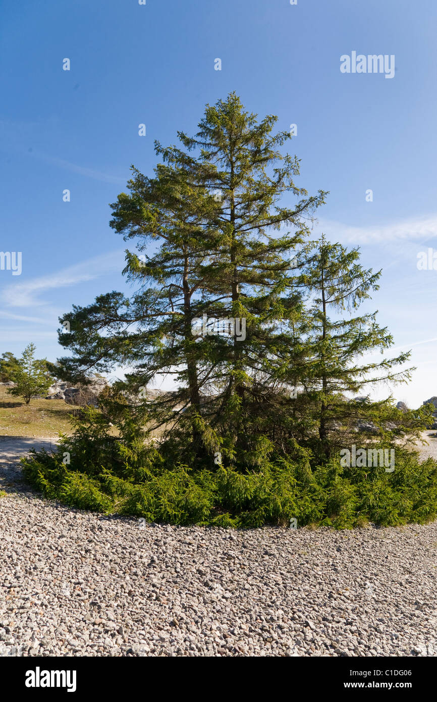 Eine europäische Fichte mit niedrigen Ästen, die Wurzeln gesetzt haben. Stockfoto