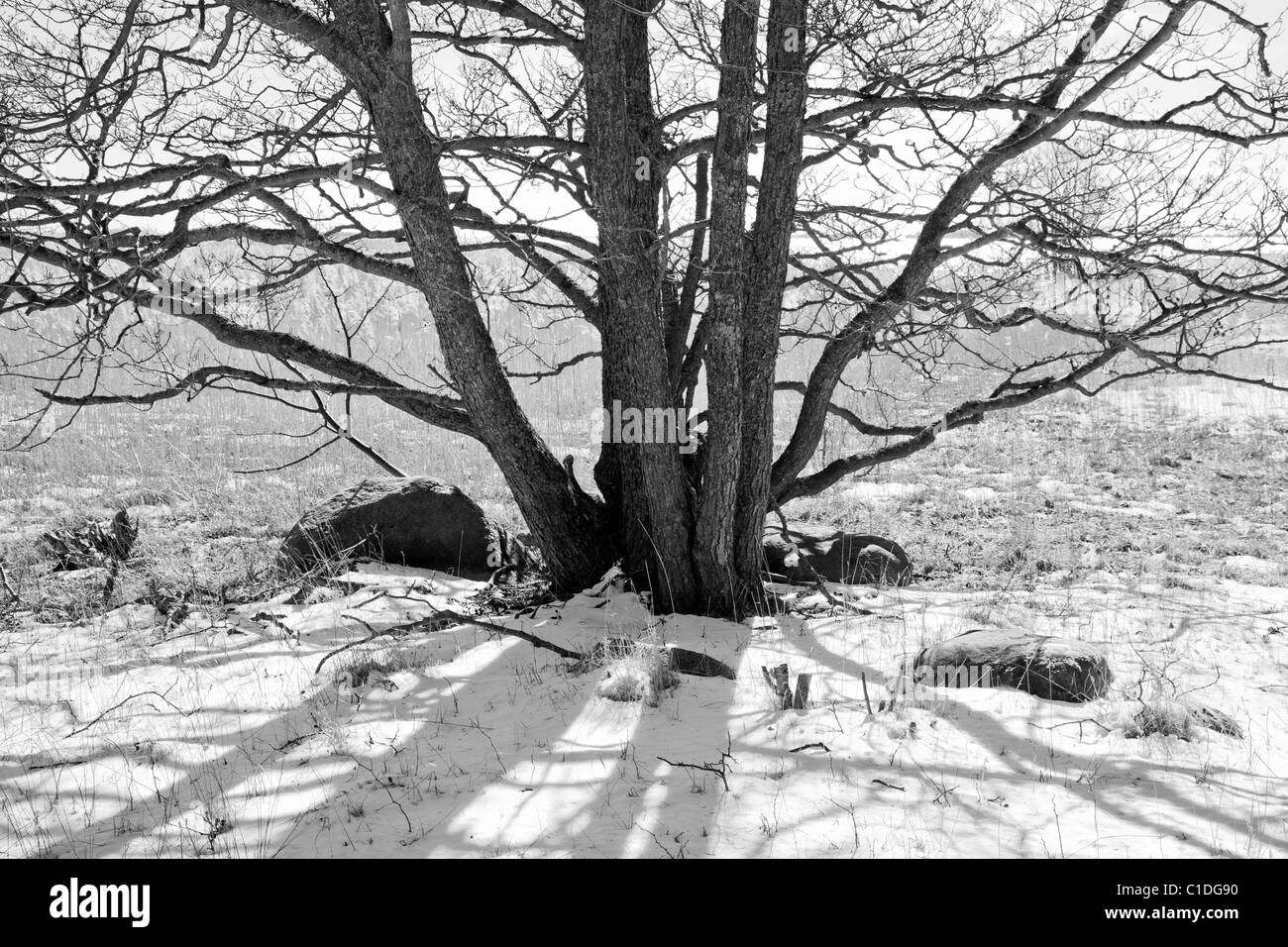 Erle Baum mit Schatten im Schnee Stockfoto