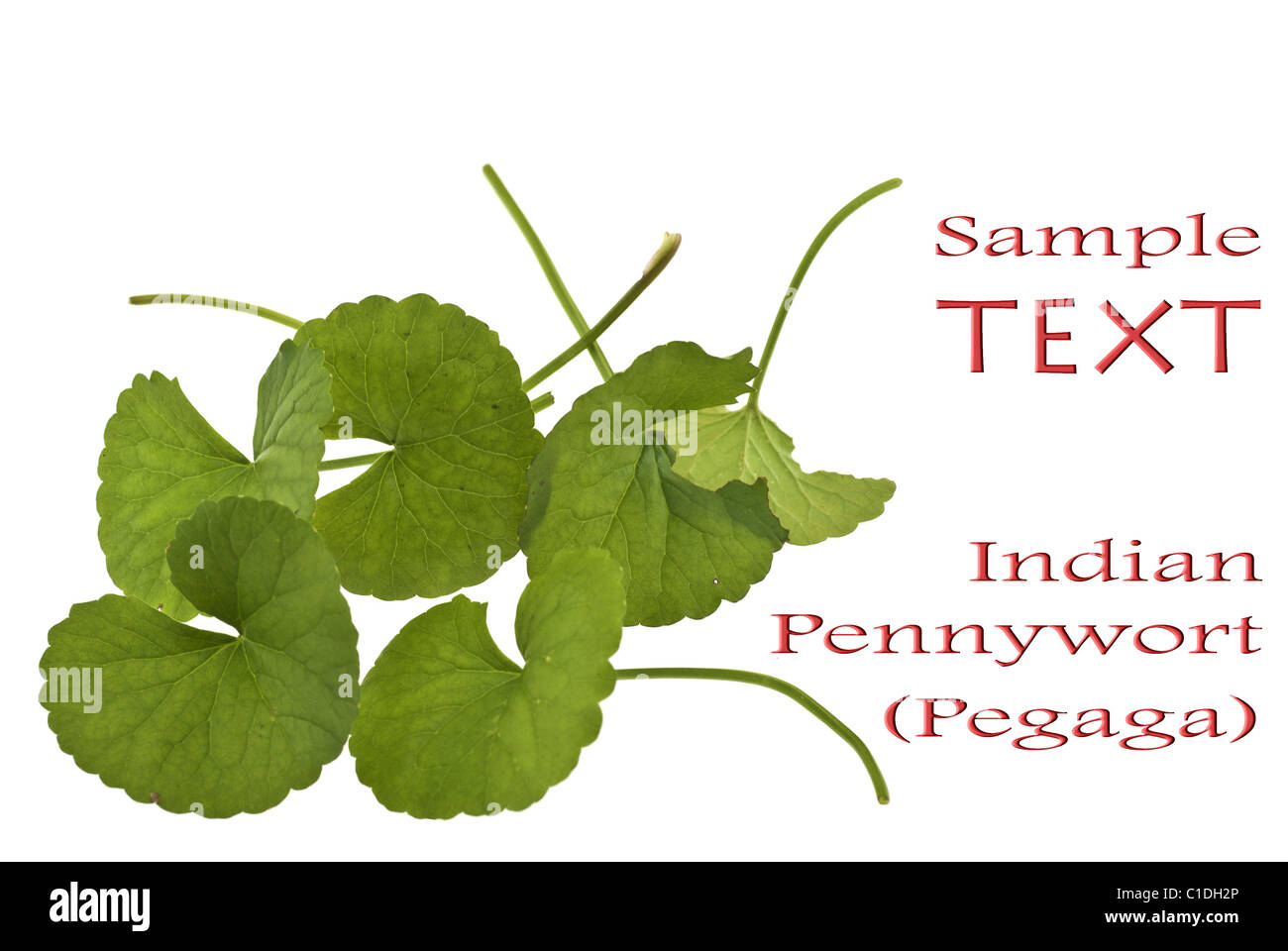 Indische Abel - Principal asiatica Stockfoto