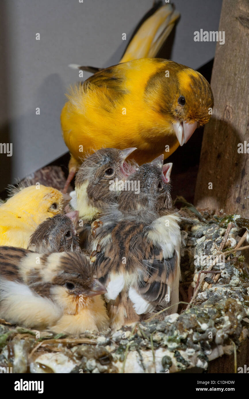 Kanarienvogel (Serin Canaria) Fütterung 15 Tage alten Küken, noch im Nest. Voliere Vögel. Stockfoto