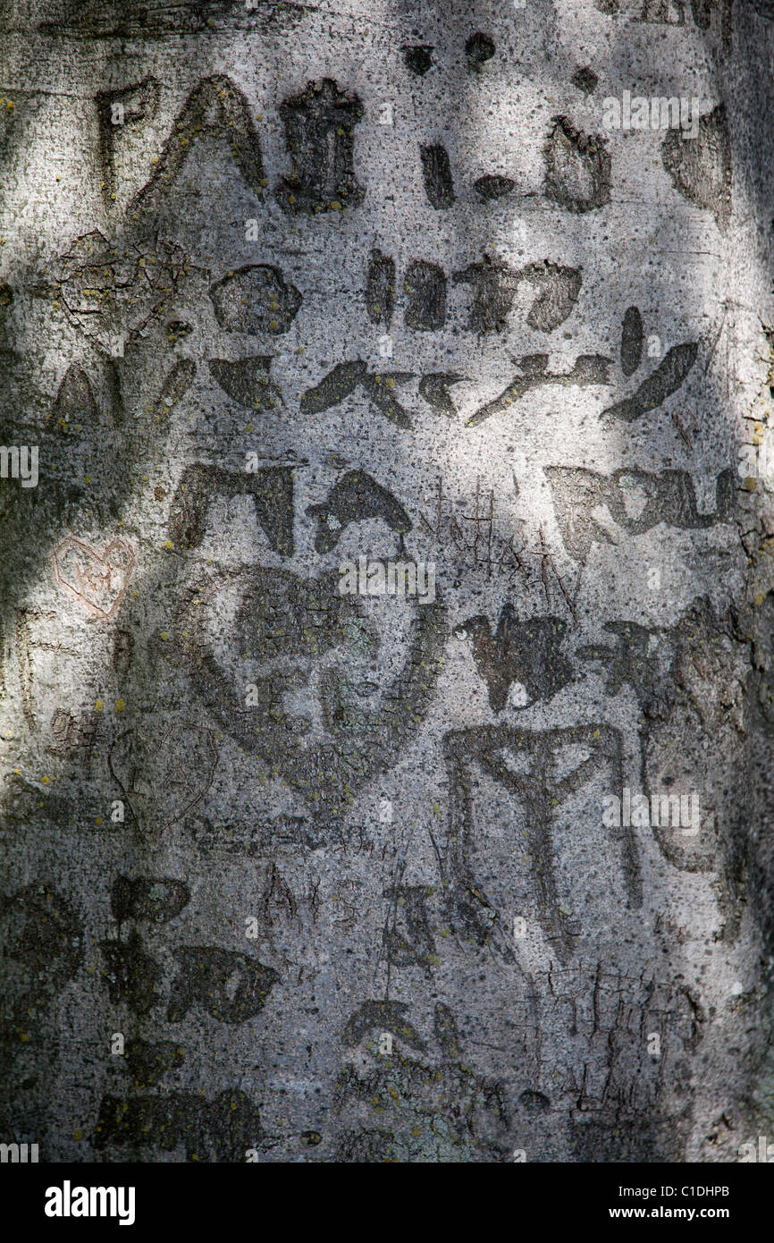 Gravuren auf Stamm eines Baumes. Stockfoto