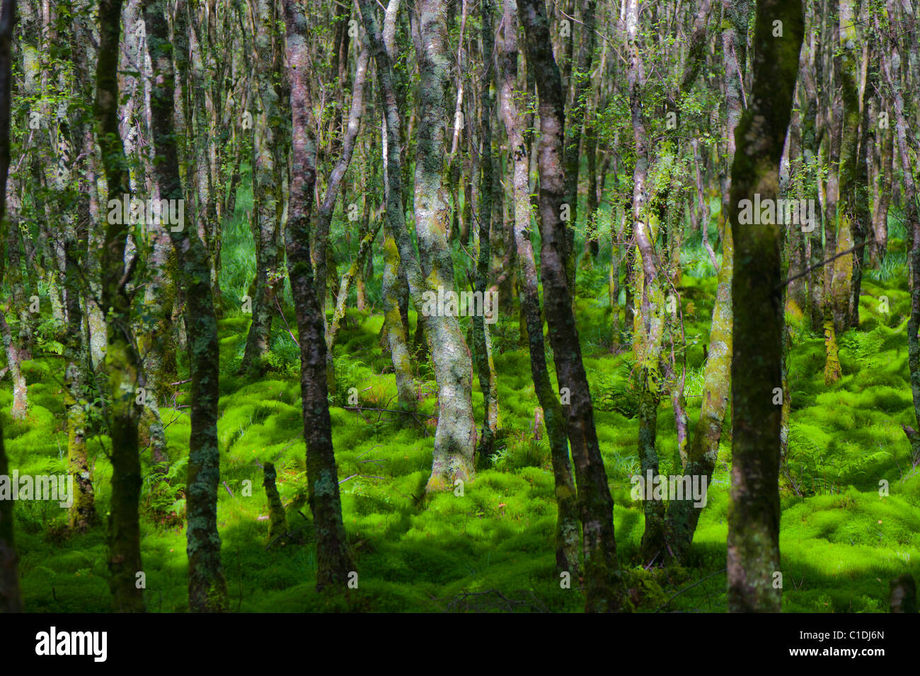 Wald im grünen Sumpf. Stockfoto