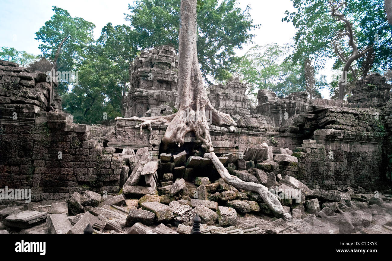 TA Phrom Tempel, Embraced von den enormen Feigenbaum Wurzeln. Kambodscha Stockfoto