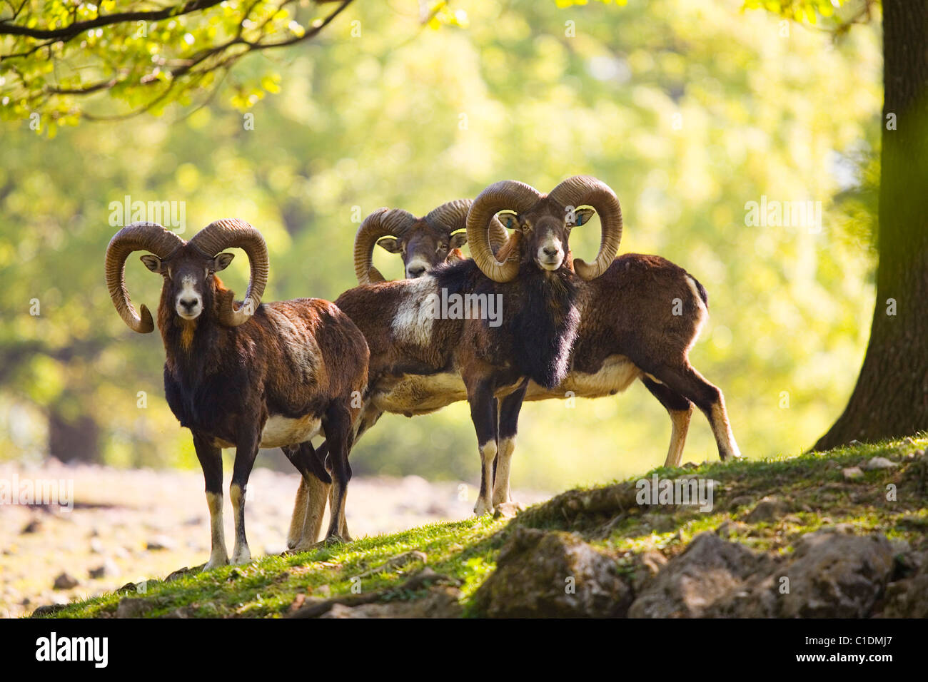 Mufflons (Ovis Ammon Musimon) Stockfoto