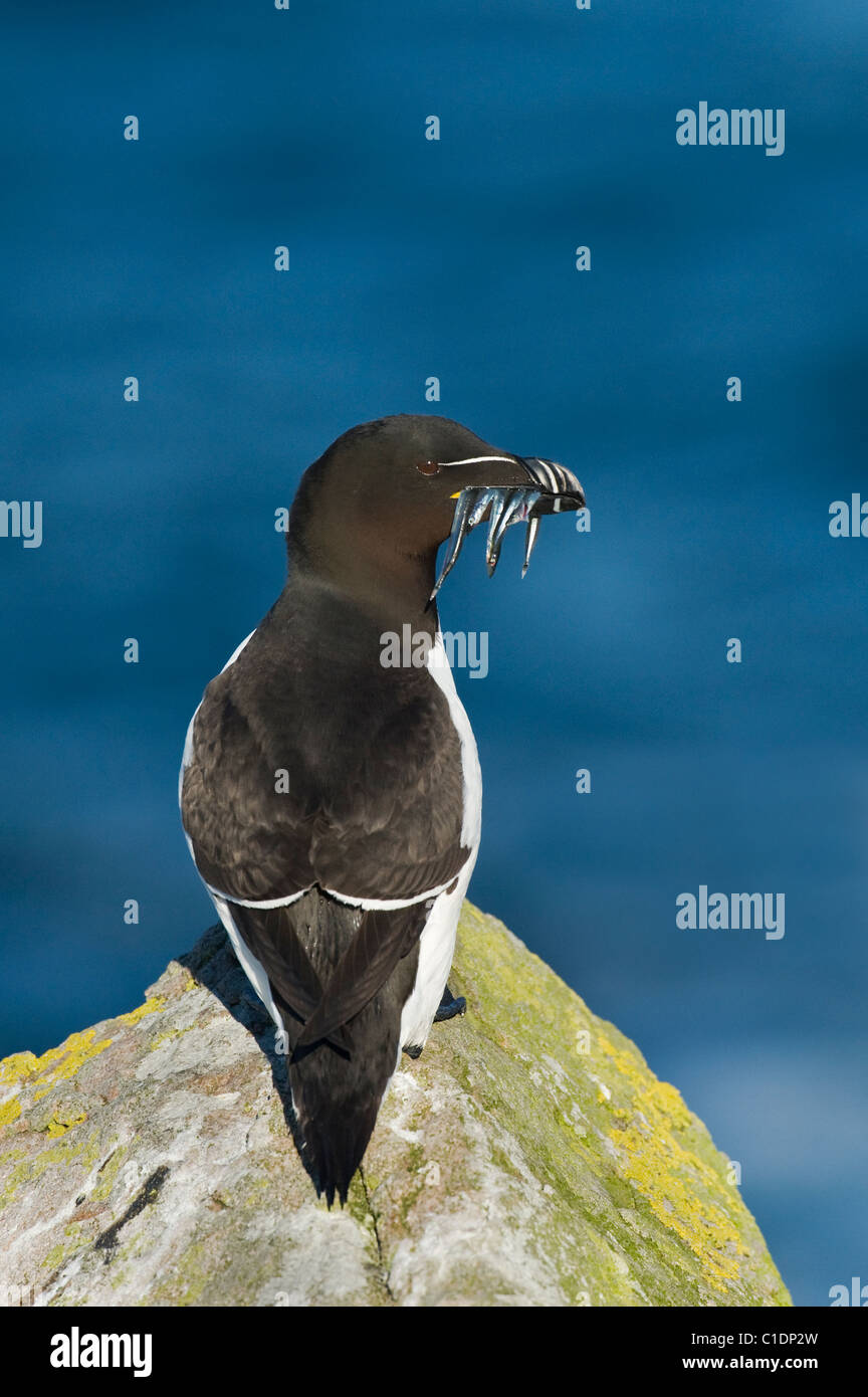 Tordalk (Alca Torda) Saltee Inseln, Irland Stockfoto