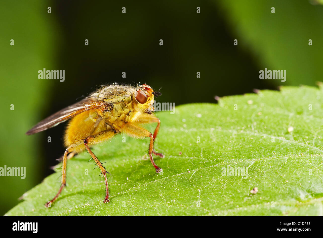 Goldene Dung fliegen (Scatophaga Stercoraria) Stockfoto