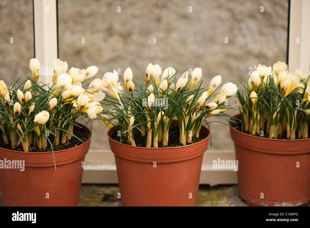 Crocus Chrysanthus 'Cream Beauty' in voller Blüte Stockfoto