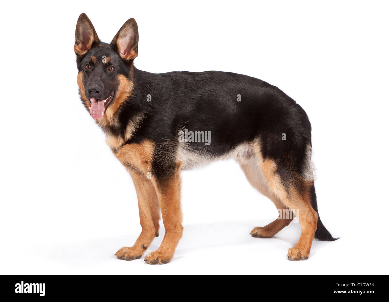 Junge männliche deutsche Schäferhund bei 6 Monate alten Stockfotografie -  Alamy