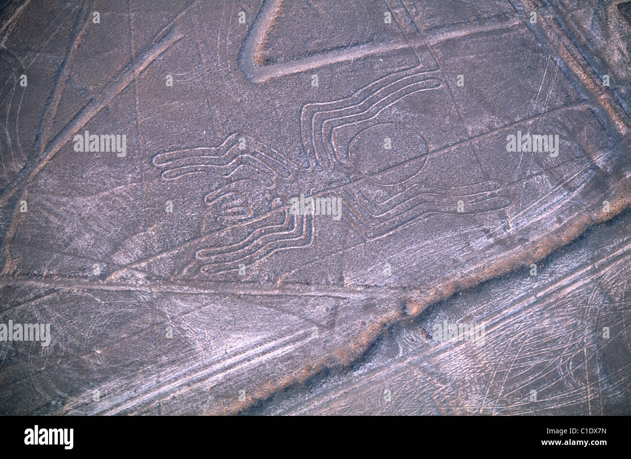 Peru, Ica-Abteilung, Südküste, Nazca-Linien, die Spinne (Luftbild) Stockfoto