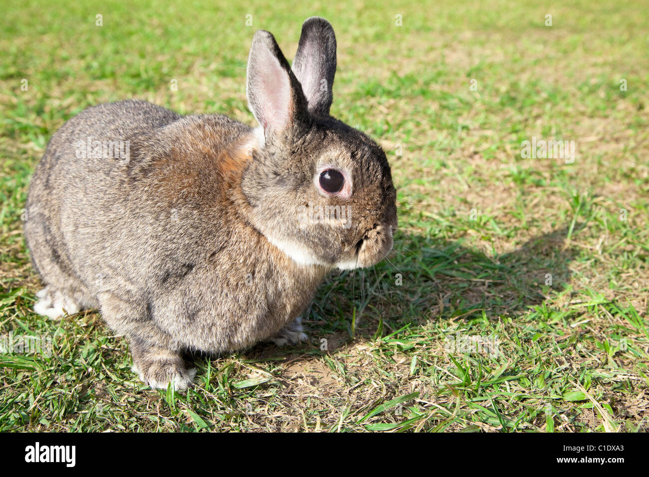 chinesischen Kaninchen auf dem grünen Rasen Stockfoto