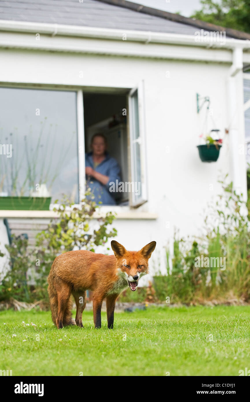 Rotfuchs (Vulpes Vulpes) im Garten, Irland Stockfoto