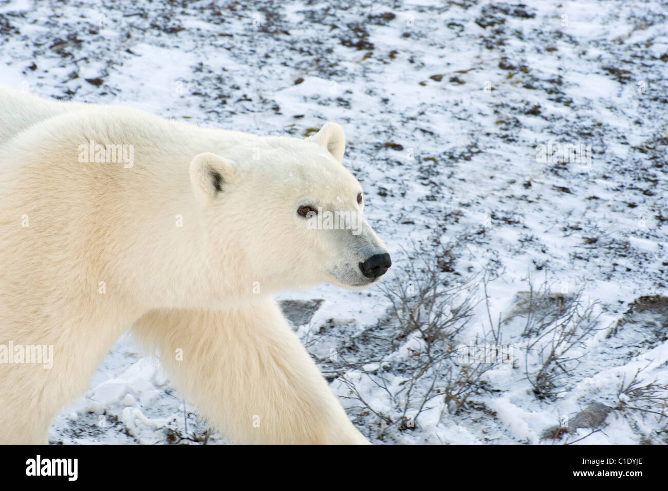 Ein Eisbär auf dem Schnee bedeckt Tundra in der Nähe von Churchill, Manitoba, Kanada Stockfoto