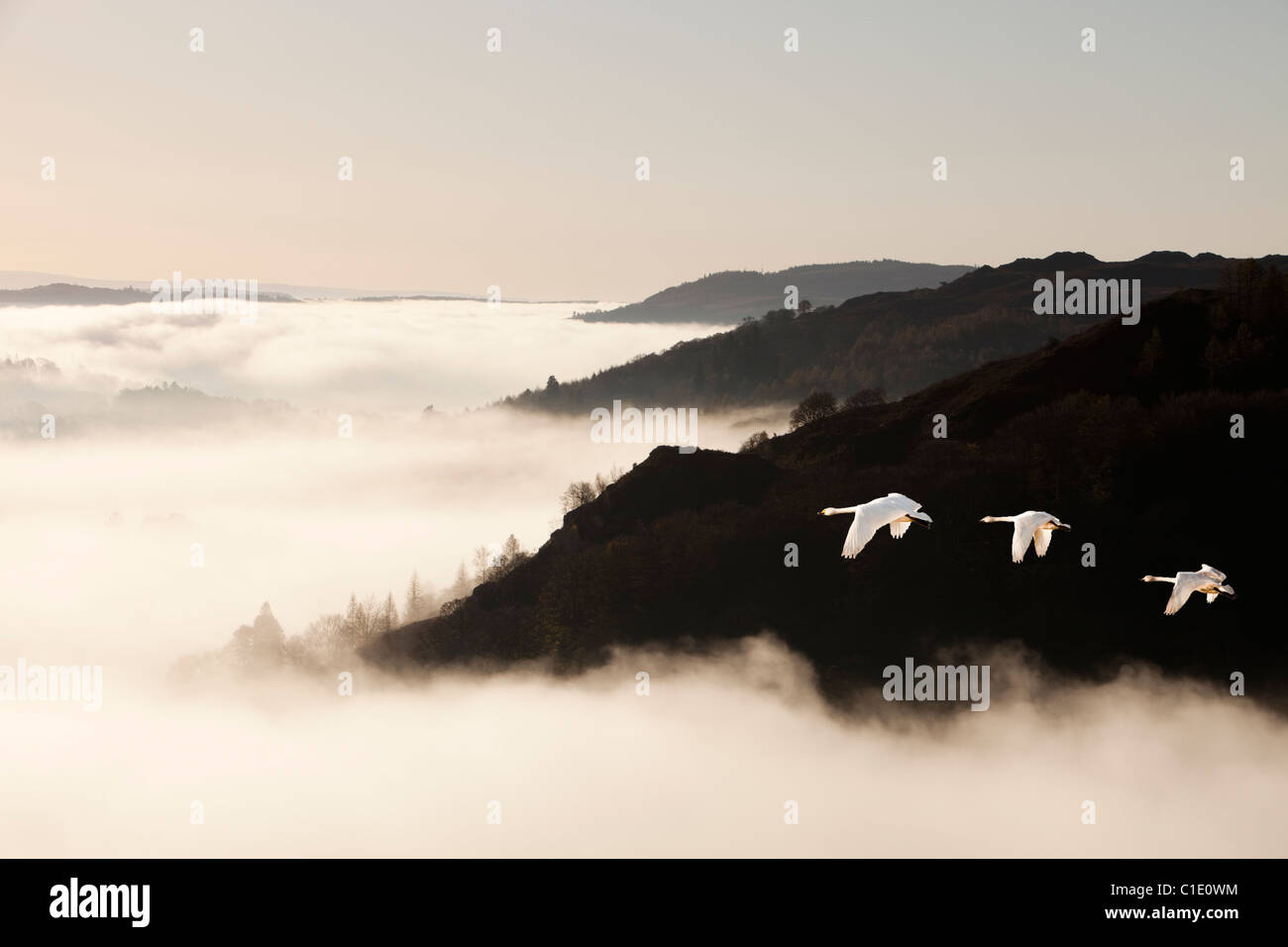 Nebel, verursacht durch eine Temperaturinversion über Ambleside im Lake District, UK. Stockfoto