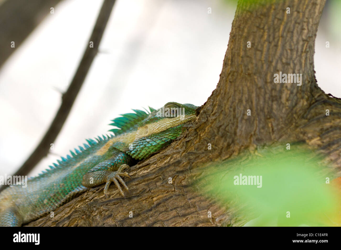 Chamäleon (Familie Chamaeleonidae) versteckt im Baum, Bagan, Birma-Myanmar Stockfoto