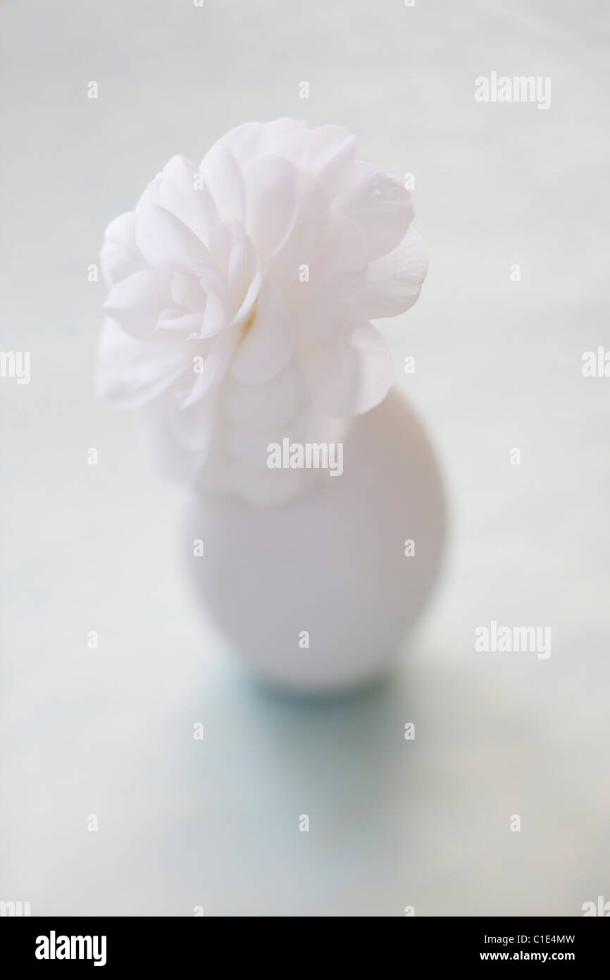 weiße Blume in vase Stockfoto