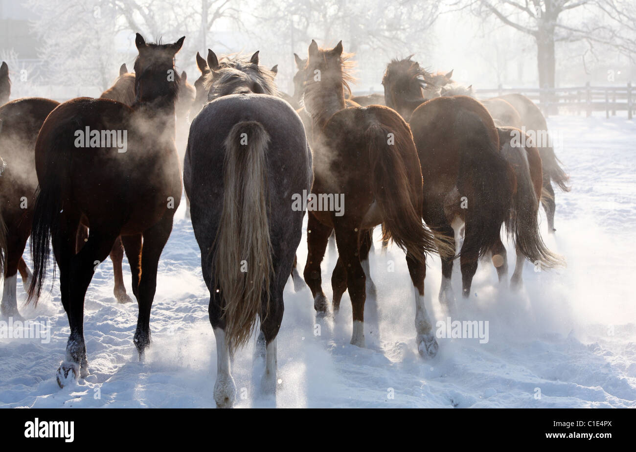 Pferde in einem Paddock im Winter, Graditz, Deutschland Stockfoto