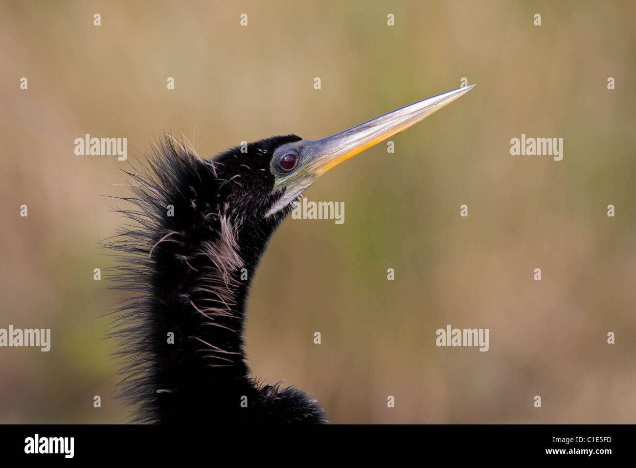 Anhinga Anhinga Trail, Everglades National Park, Florida Stockfoto