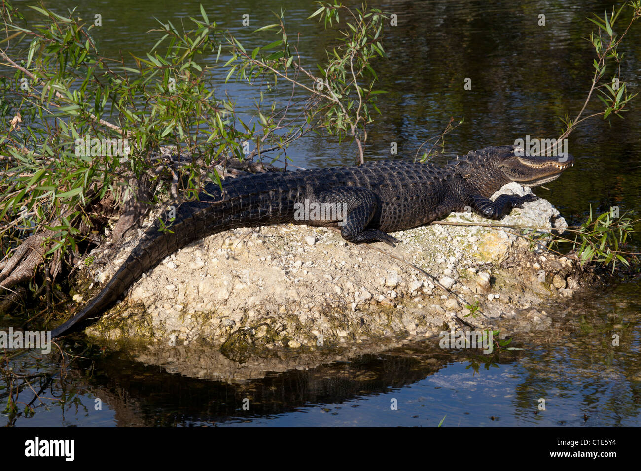 Amerikanischer Alligator (Alligator Mississippiensis) in der Sonne aalen in der Nähe von der Anhinga Trail, Everglades National Park, Florida Stockfoto