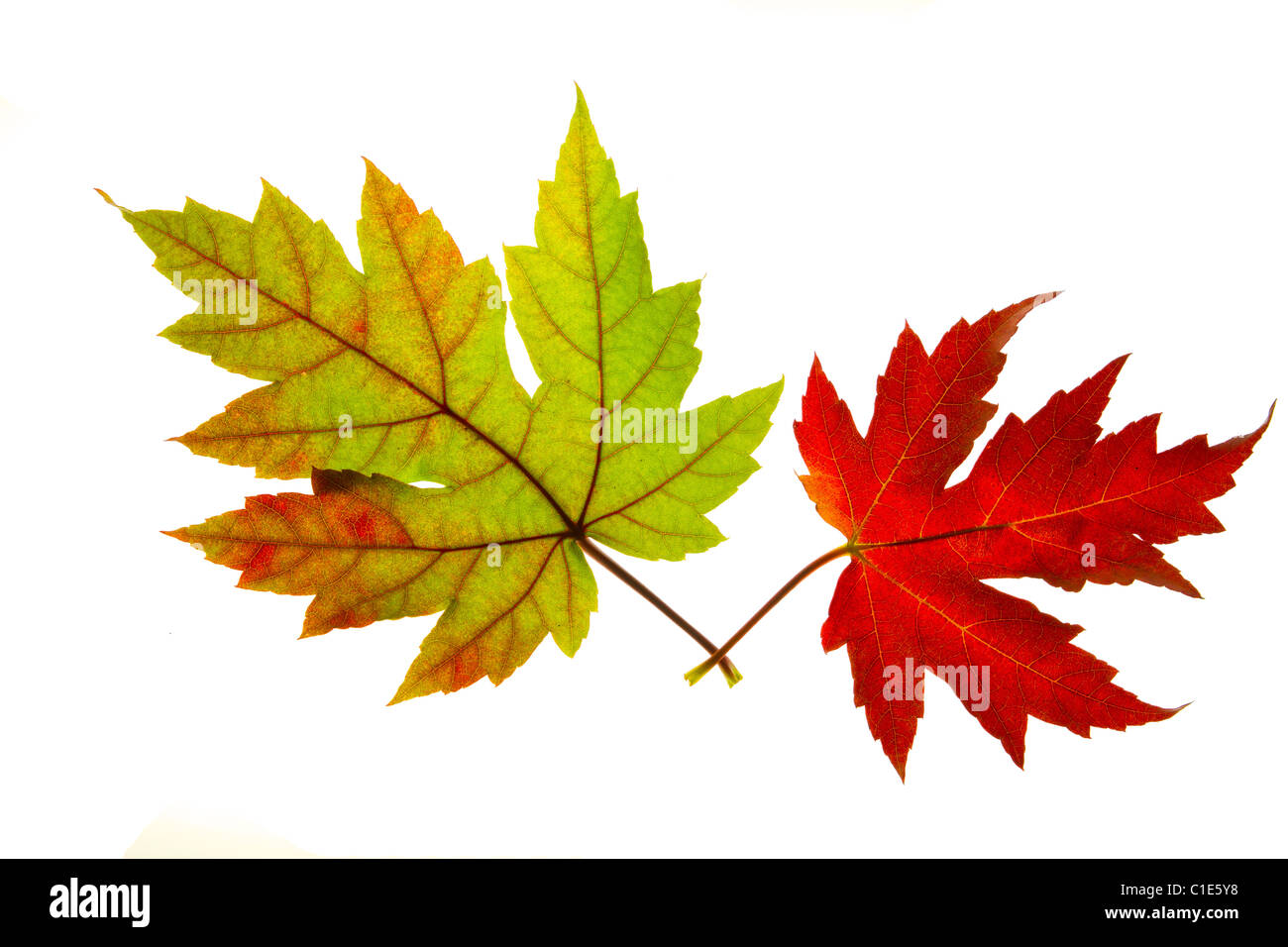Paar rote und grüne Ahorn Blätter Hintergrundbeleuchtung auf weißem Hintergrund Stockfoto