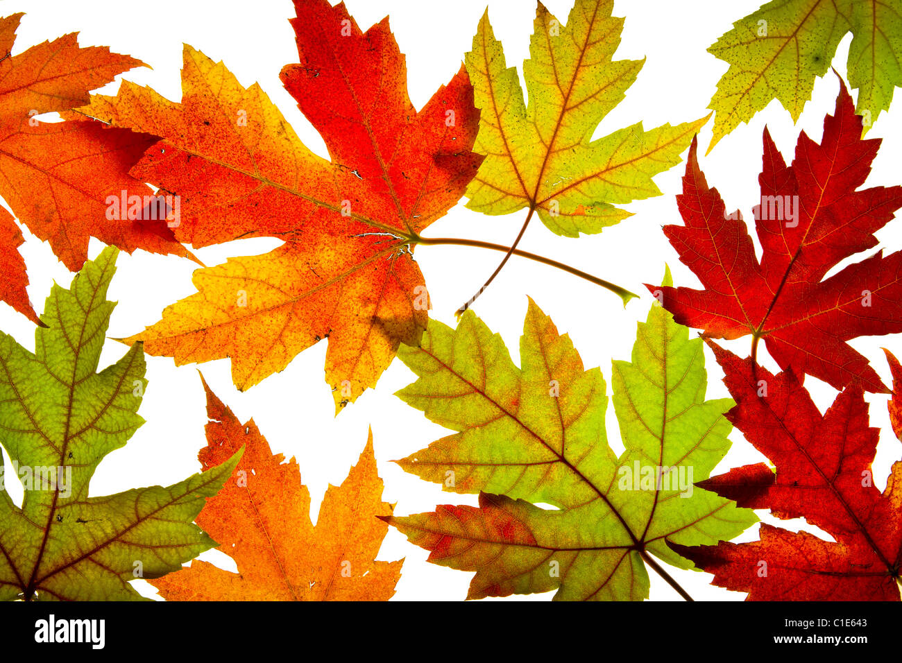 Ahorn-Blätter gemischt Herbst Farben Hintergrund Hintergrundbeleuchtung ändern Stockfoto