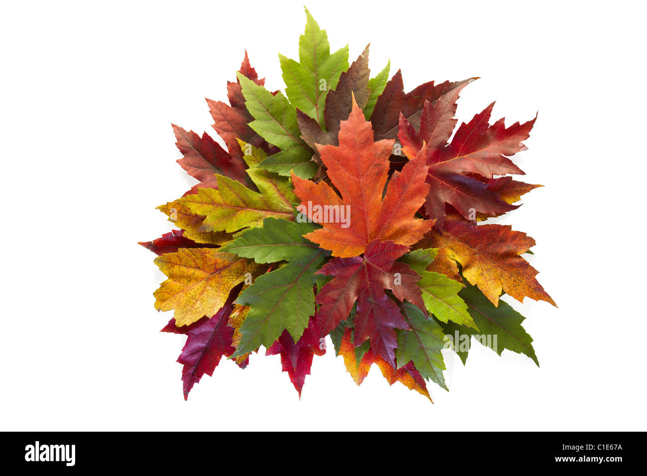 Ahornblätter gemischte Farben Herbst Herbstkranz auf weißem Hintergrund Stockfoto