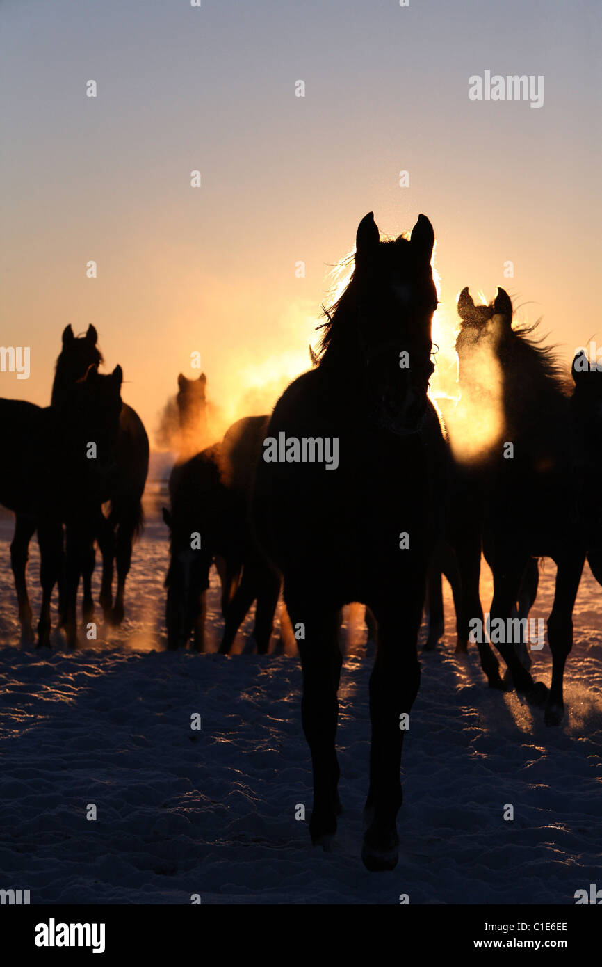Silhouetten von Pferden auf einer Koppel bei Sonnenaufgang, Goerlsdorf, Deutschland Stockfoto