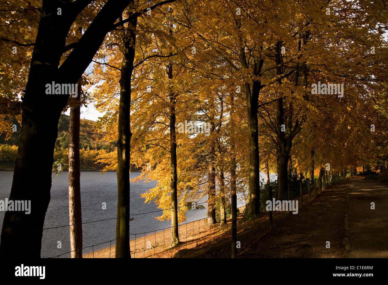 Derwent ein goldener Fuß Stockfoto