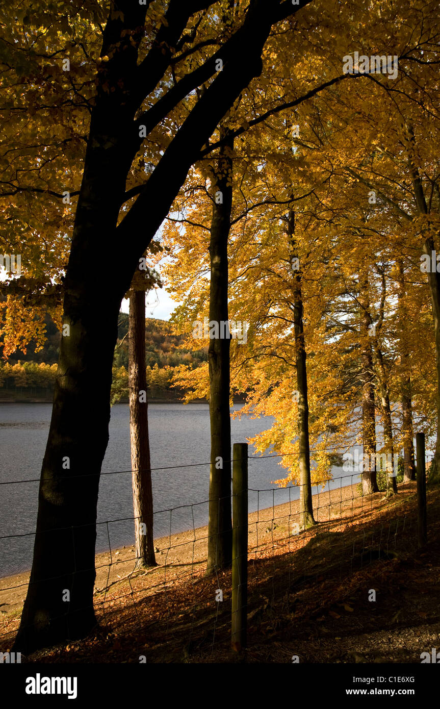 Goldenes Licht in der Dämmerung Stockfoto