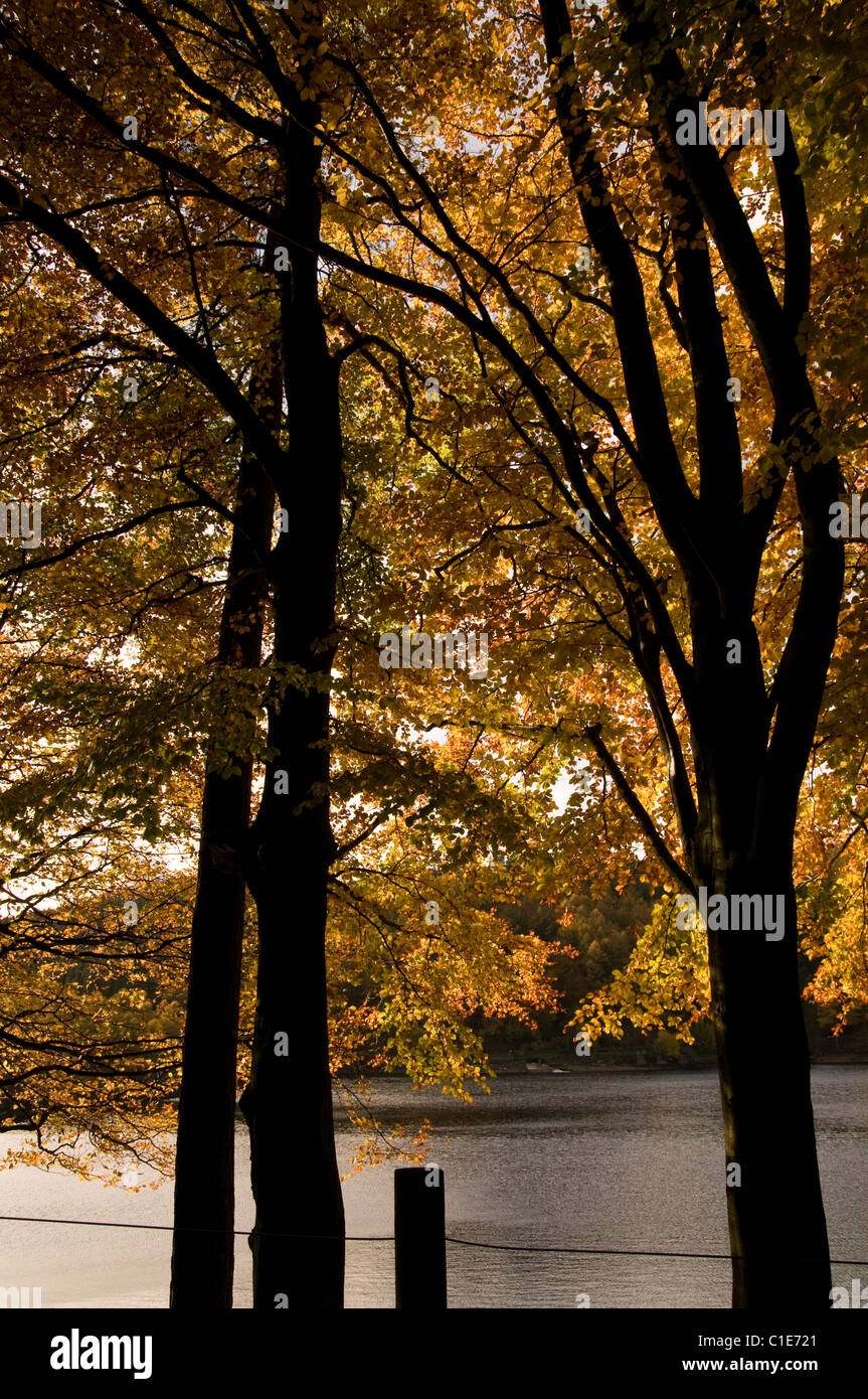 Herbst über den Derwent Stockfoto