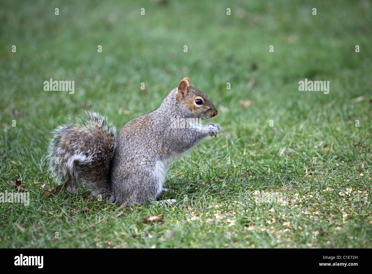 Nahaufnahme von einem grauen Eichhörnchen (sciurus carolinensis) hören - gegen einen unscharfen Hintergrund Stockfoto