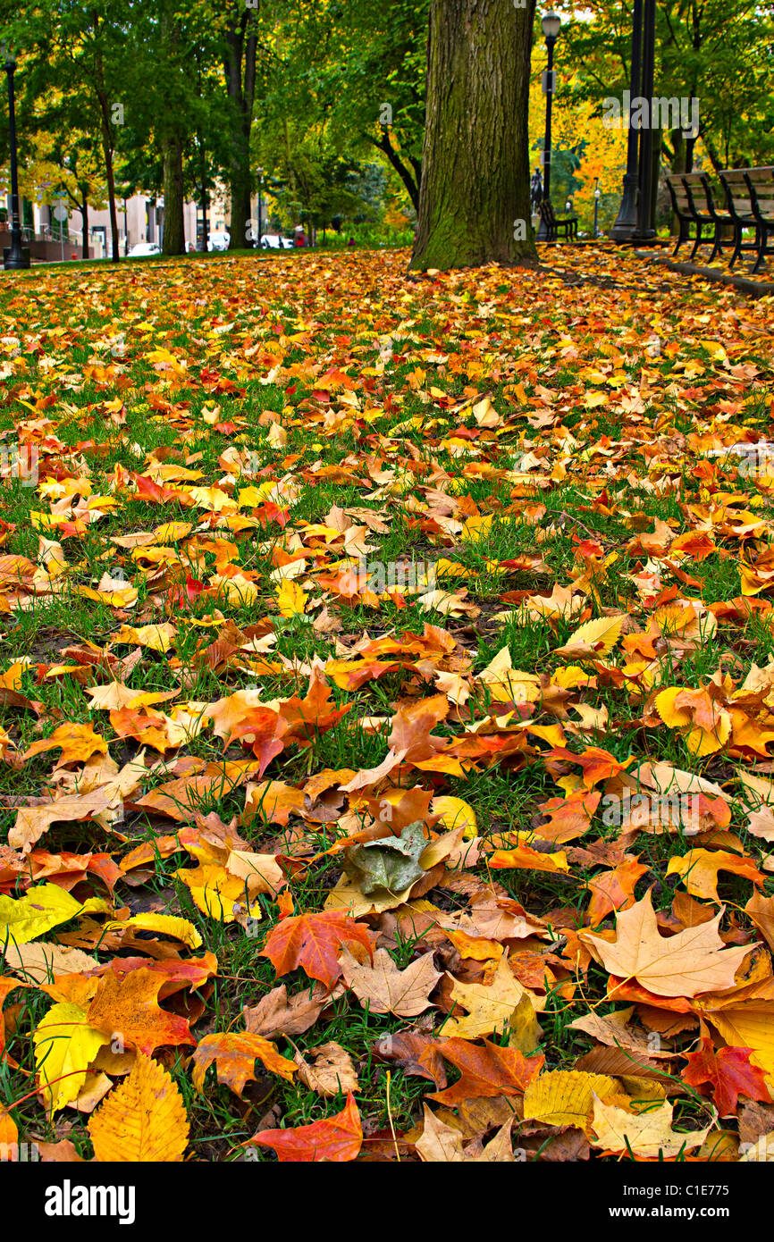 Ahorn und Ulmen fallen Blätter auf dem Rasen Rasen im Park Stockfoto