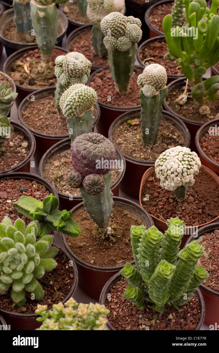 Kakteen und Sukkulenten in einen Kaktus-Ausstellung in Mexiko Stockfoto