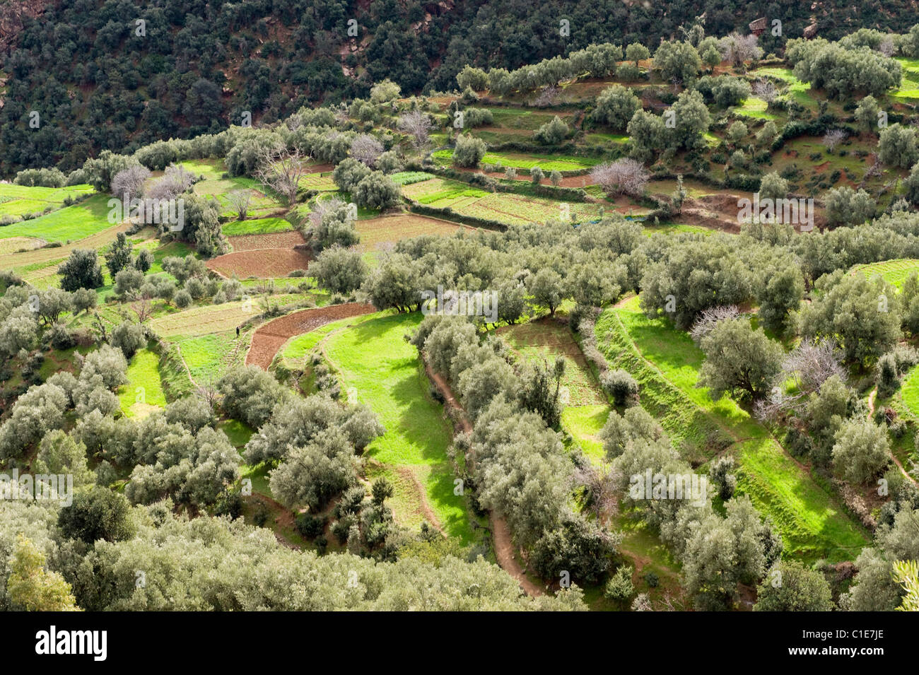 Kulturen auf terrassierten Flächen umgeben von Olivenbäumen am Toufliht in den Ausläufern des Atlas-Gebirges, Marokko Stockfoto