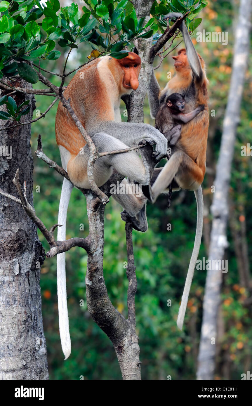 Labuk Bay Proboscis Monkey Sanctuary Conservation Center Sandakan Sabah Malaysia Borneo Malaysia große weibliche machen Bewachung Stockfoto