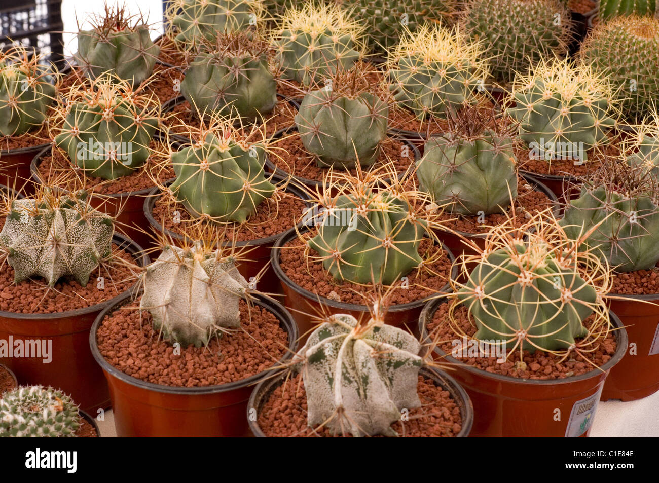 Cactus mexico state -Fotos und -Bildmaterial in hoher Auflsung  Alamy