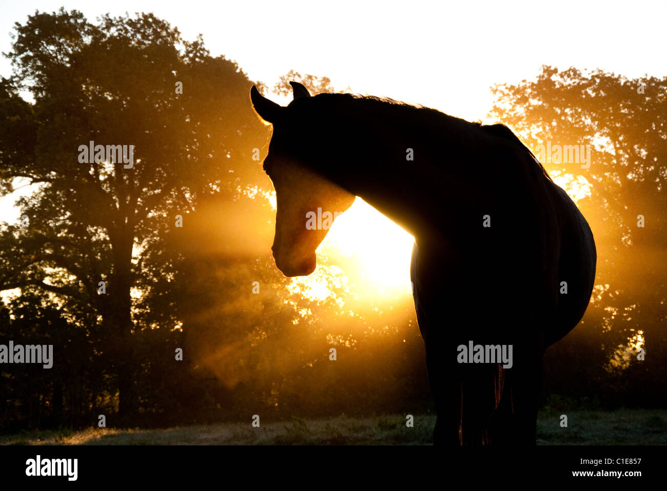 Arabisches Pferd Silhouette gegen trübe Sonnenaufgang mit Strahlen im Nebel Stockfoto