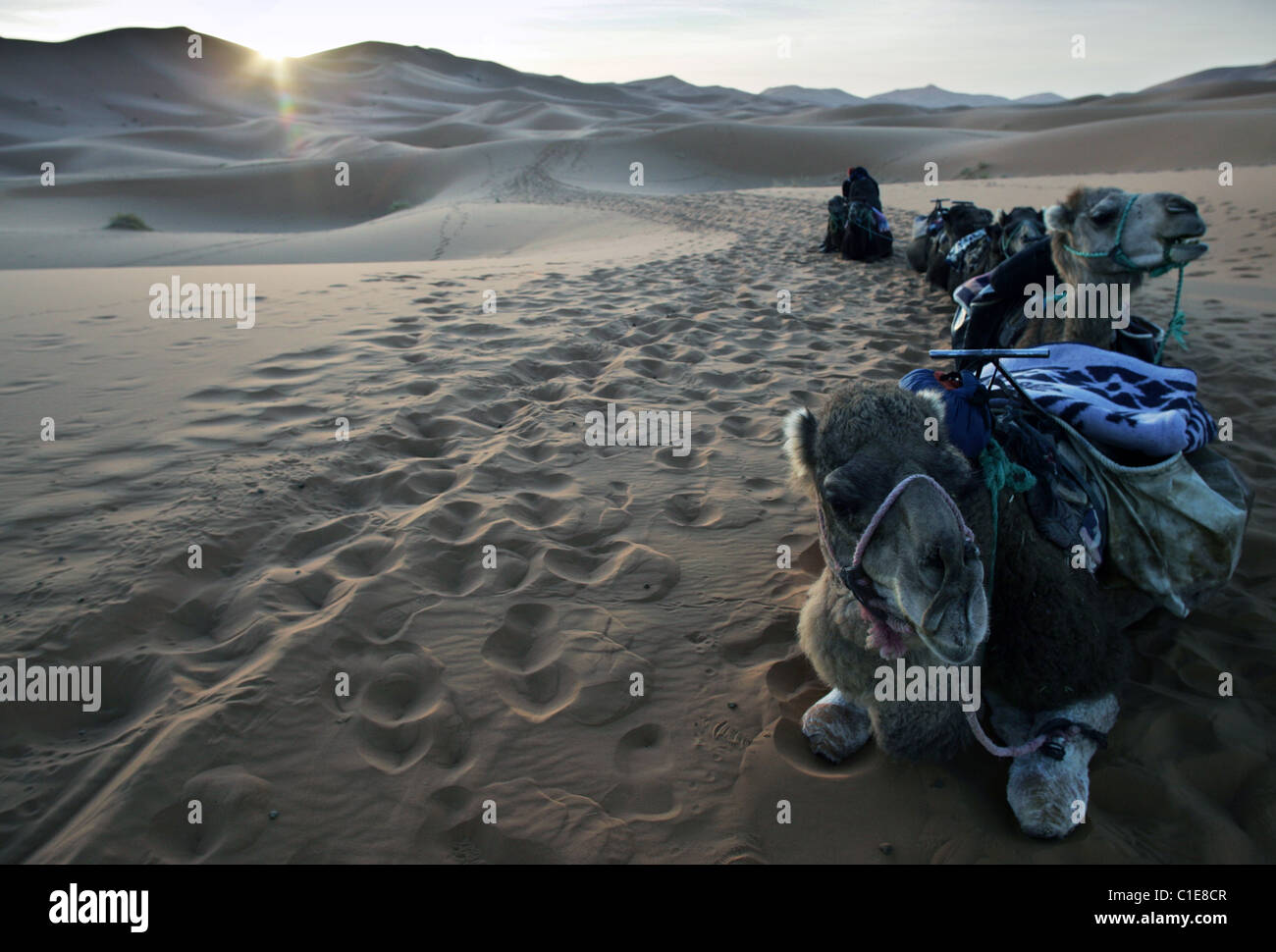 Kamel camping-Ausflug bei Sonnenaufgang in der Wüste Sahara am Erg Chebbi in Marokko, Nordafrika. Stockfoto
