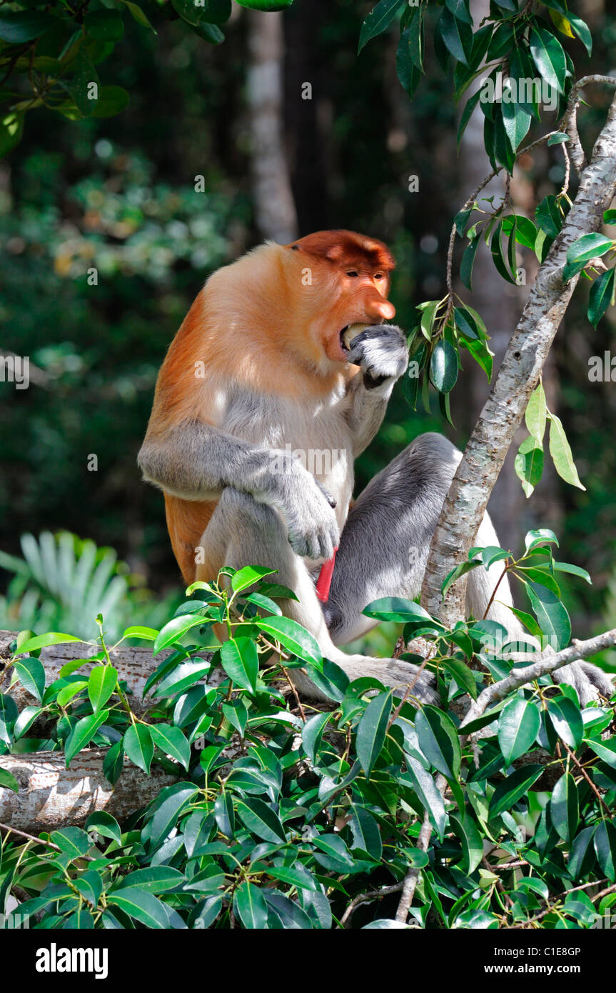 Labuk Bay Proboscis Monkey Sanctuary Conservation center Sandakan Sabah Malaysia Borneo malaysia Stockfoto